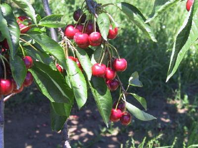 Photo by Bro. Nathan Clements